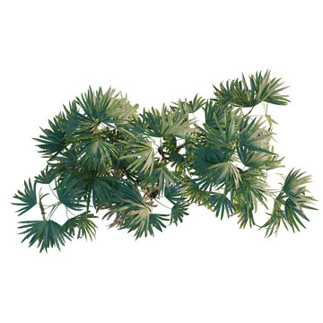 Rhapis excelsa tree plan, top view, cutout, transparent background, isolate, Detailed Close-up of a Lush Green Fern Plant with Delicate Fronds and Natural Texture