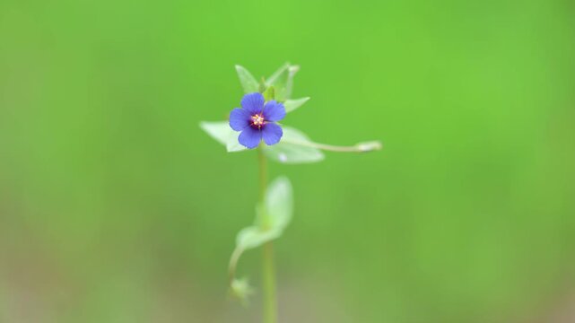 Anagallis arvensis (syn. Lysimachia arvensis), commonly known as the scarlet pimpernel.	
