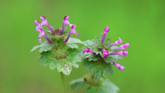 Purple Henbit Dead-Nettle Blooms (Lamium amplexicaule) in a Spring Meadow	