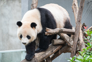 Giant Panda Walking and Active at Chengdu Panda Base in Sichuan, China © Yi