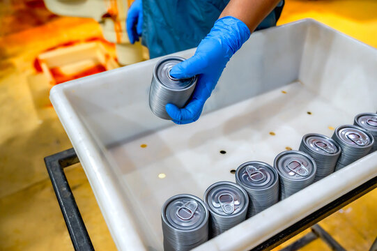 Factory worker arranging cans of processed seafood in canary seafood industry, getting ready for packaging and shipping