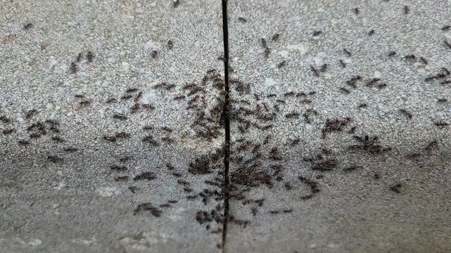 A massive swarm of dark ants congregates and moves across a textured gray concrete surface, densely clustering around a central vertical crack in the pavement.
