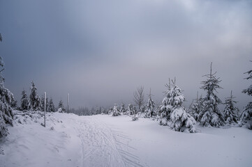 Fototapeta premium Scenic winter mountain landscape with spruce trees covered in deep snow and rime ice. Cross-country skiing tracks on a snowy ridge under a cloudy sky in the Orlicke Mountains, Czech Republic