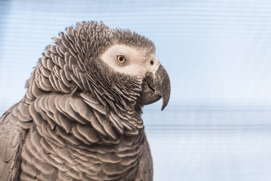 Portrait of a grey parrot with detailed plumage and intelligent expression against a blue background
