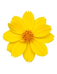 Obraz premium Isolated close-up image of a vibrant, bright yellow flower with numerous petals, detailed central stamens, and white background