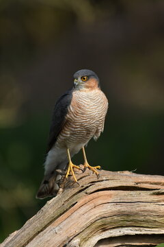 Sparrow Hawk