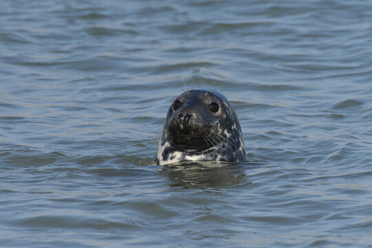 Grey Seal - Newburgh Seal Beach
