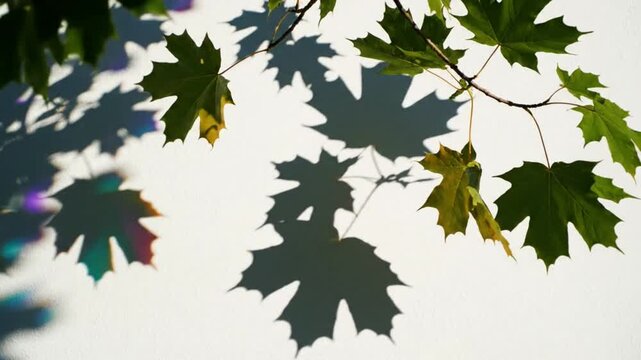 Sunlit maple leaves and shadows dancing on white wall creating tranquil, natural aesthetic