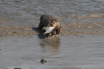 Obraz premium Otter with Flat Fish - Shetland
