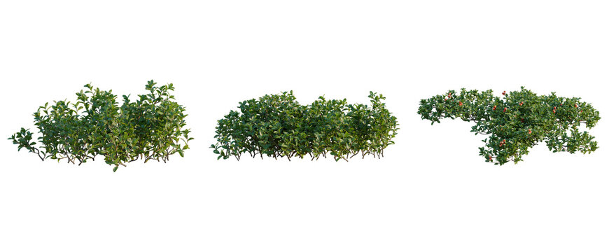 Arctostaphylos uva ursi tree, elevation, front view, cutout, transparent background, isolate, Holly Berry Branches with Red Berries on Green Leaves, Detailed Close-Up for Holiday Decor