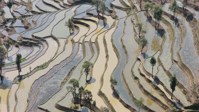 Samaba, China - 16 April 2026: Aerial view of the stepped rice terraces reflecting the sky, interspersed with trees, creating a mosaic of light and shadow.