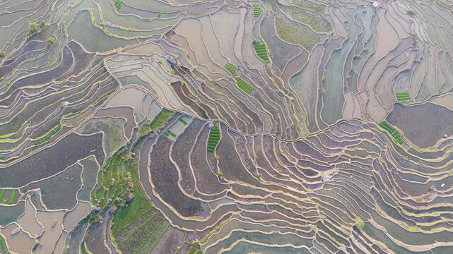 Samaba, China - 16 April 2026: Aerial view of the terraced fields, displaying intricate patterns of earth and water, creating a mesmerizing landscape.