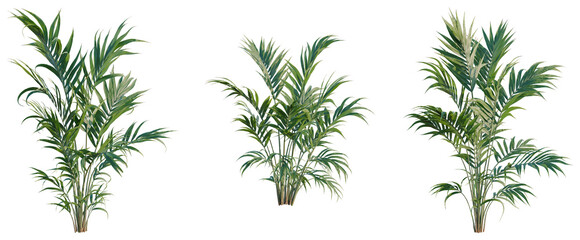 Obraz premium Howea forsteriana tree, elevation, front view, cutout, transparent background, isolate, Detailed close-up of vibrant green palm leaves, natural texture, perfect for botanical themes