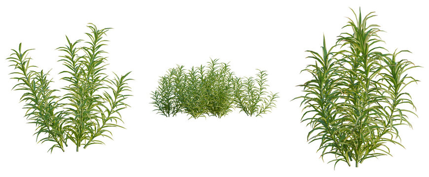 Polytrichum commune tree, elevation, front view, cutout, transparent background, isolate, Detailed Green Pine Tree Branch with Needles, Close-Up for Natural and Botanical Designs