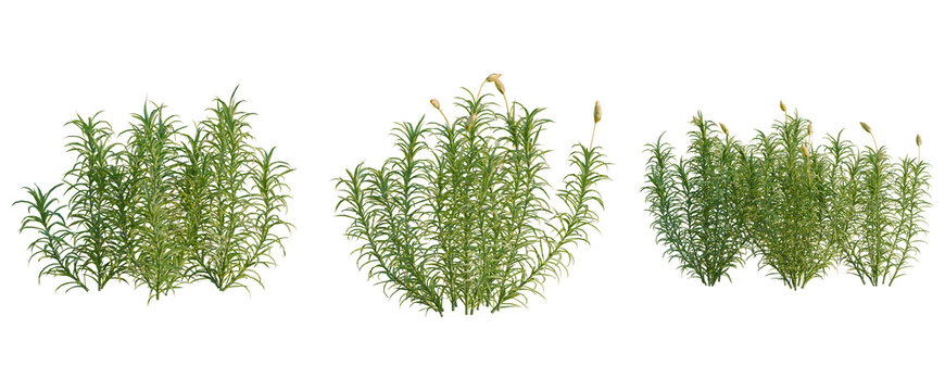 Polytrichum commune tree, elevation, front view, cutout, transparent background, isolate, Vibrant Green Rice Field Landscape with Detailed Stalks and Lush Foliage, Natural Beauty