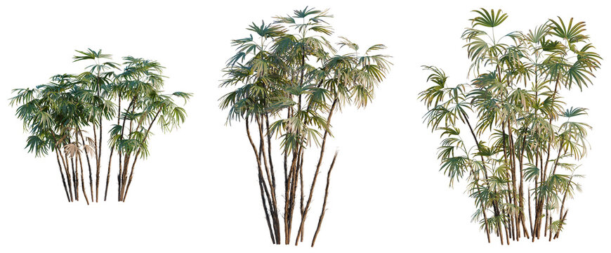 Rhapis excelsa tree, elevation, front view, cutout, transparent background, isolate, Bamboo Forest in a Row, Lush Greenery, Natural Texture, Close-up of Plants
