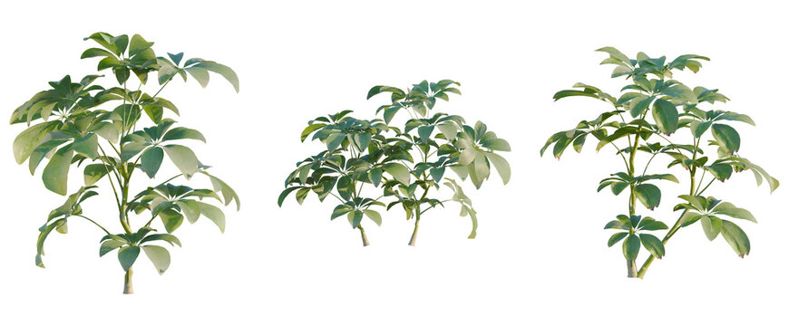 Schefflera arboricola tree, elevation, front view, cutout, transparent background, isolate, Ficus Audrey Plant, Lush Green Foliage, Detailed Tropical Leaf Texture, Botanical Close-Up, Organic Growth