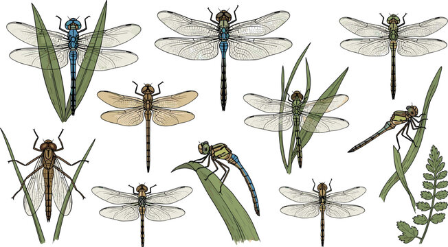 Vintage style botanical dragonfly illustration set featuring various hand drawn odonata insects perched on leaves and grass for summer nature and garden design concepts.