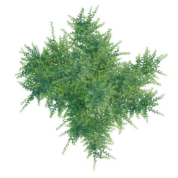 Azara microphylla tree plan, top view, cutout, transparent background, isolate, Lush Green Fern Branch with Delicate Fronds, Natural Texture, Detailed Botanical Illustration