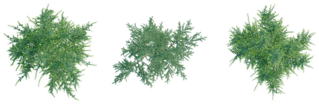 Azara microphylla tree plan, top view, cutout, transparent background, isolate, Lush Green Fern Branch with Delicate Fronds, Detailed Texture, Natural Beauty, Perfect for Design Elements