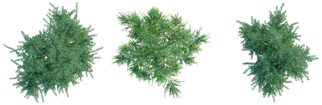Azara microphylla tree plan, top view, cutout, transparent background, isolate, Dense evergreen conifer tree with lush green foliage, detailed botanical illustration for landscape design.