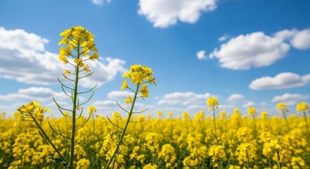 Obraz premium Vibrant yellow rapeseed field under a bright blue sky with fluffy white clouds