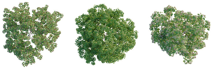Obraz premium Clerodendrum trichotomum fargesii tree plan, top view, cutout, transparent background, isolate, Detailed Aerial View of Lush Green Tree Canopy with Vibrant Foliage and Natural Texture