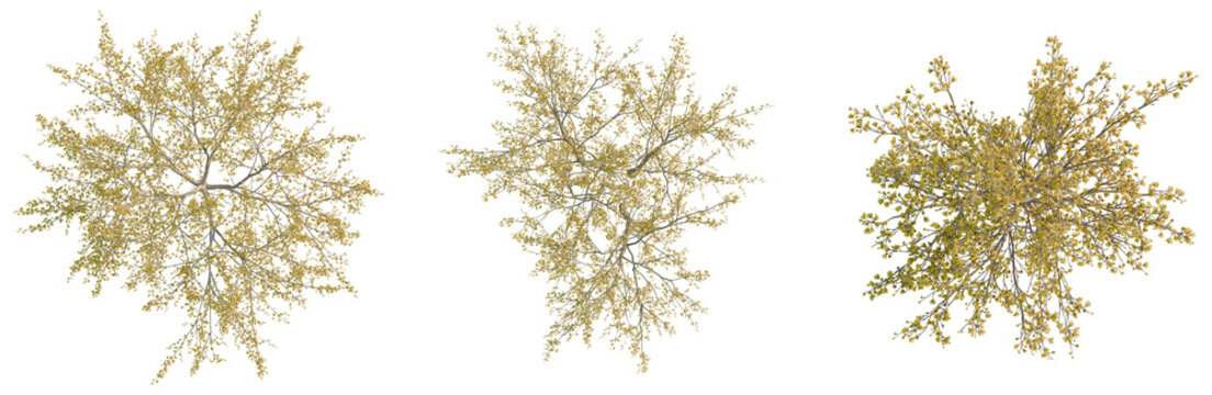 Cornus mas tree plan, top view, cutout, transparent background, isolate, Detailed view of lush green foliage with intricate leaf patterns, perfect for spring or summer themes