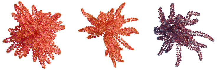 Fototapeta premium Cotinus grace tree plan, top view, cutout, transparent background, isolate, Vibrant Red Berries Branch Close-Up, Natural Autumnal Texture, Detailed Macro Photography