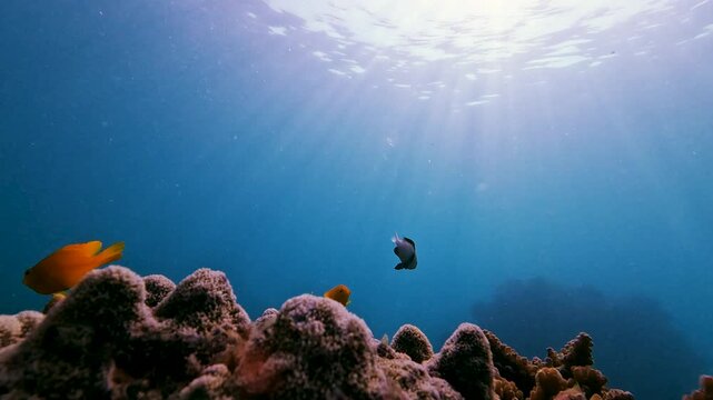 Sunlight beams through the ocean surface, creating a magical glow on a thriving coral reef