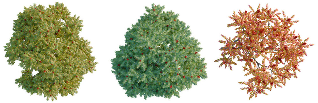 Rhus typhina tree plan, top view, cutout, transparent background, isolate, Detailed Macro Shot of Lush Green Pine Tree Branches with Fine Needles and Delicate Texture