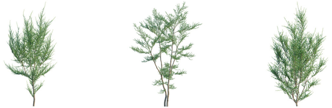 Azara microphylla tree, elevation, front view, cutout, transparent background, isolate, Isolated lush green tree with vibrant foliage, a symbol of nature's beauty and ecological growth.