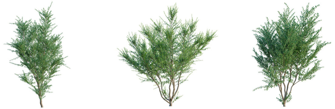Azara microphylla tree, elevation, front view, cutout, transparent background, isolate, Lush Green Tree Branch with Vibrant Foliage, Detailed Texture and Natural Beauty