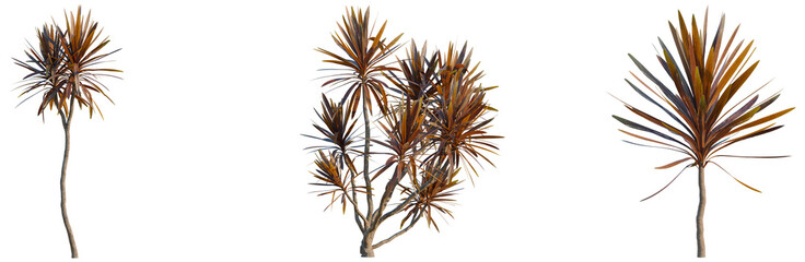 Cordyline australis red tree, elevation, front view, cutout, transparent background, isolate,...