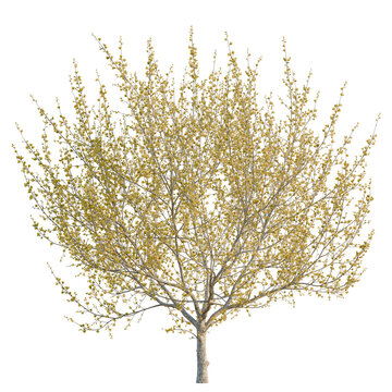 Cornus mas tree, elevation, front view, cutout, transparent background, isolate, Spring tree with blooming flowers, green foliage, isolated on a transparent background, nature