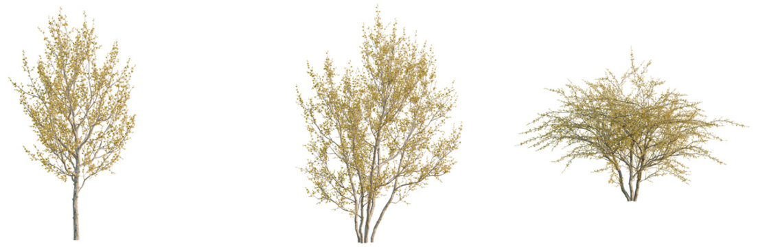 Cornus mas tree, elevation, front view, cutout, transparent background, isolate, Bare tree branches on a winter day, realistic tree png, silhouette, vector