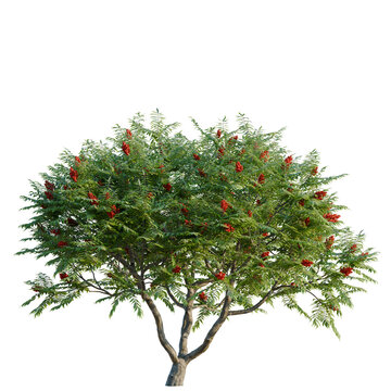Rhus typhina tree, elevation, front view, cutout, transparent background, isolate, American Beautyberry Shrub with Vibrant Red Berries, Autumn Foliage, Close-Up View
