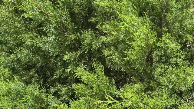 Stationary shot of a juniper shrub bending in a breeze in a nature preserve along the Gulf Coast of Florida. Motifs of flexibility, adaptability, and landscaping.