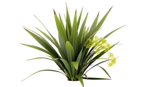 Green ornamental plant with long leaves and yellow flowers isolated on white background