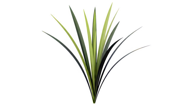 Bunch of long green pointed leaves isolated on white background