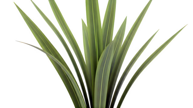 Green sword-shaped leaves of a Phormium plant isolated on white background
