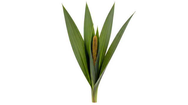 Tropical plant with green leaves and yellow seed pod isolated on white background