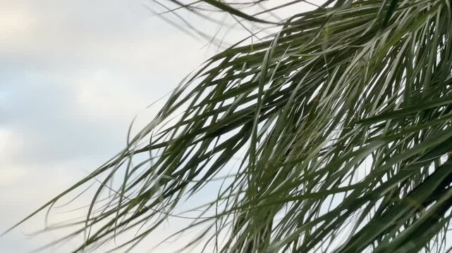 Palm fronds (unidentified species) fluttering in a fitful breeze on a spring evening in southwest Florida, for tropical and subtropical motifs