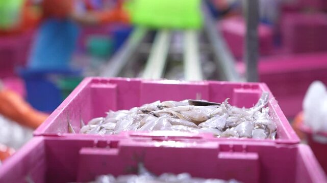 Fresh raw small fish in a pink plastic crate on a production line at a modern seafood processing factory with workers in the blurred background.