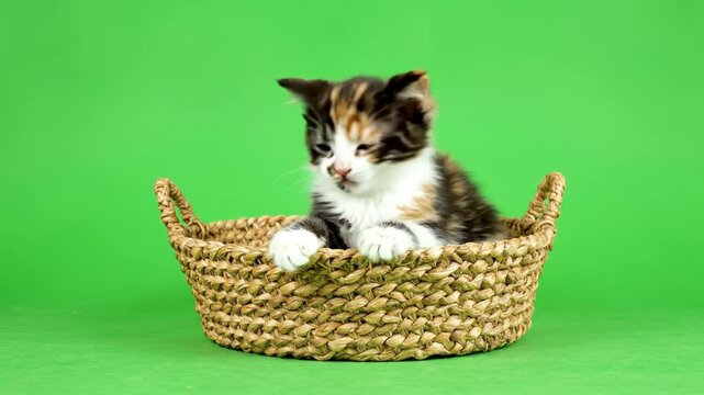Adorable Calico Kitten Curiously Grooming Its Paw While Sitting Comfortably Inside a Woven Basket on a Green Background
