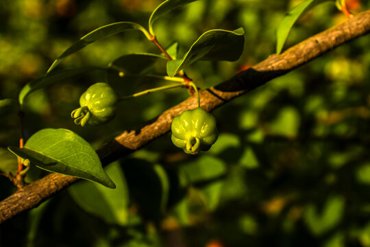 Ripe red and unripe green Surinam cherry (Eugenia uniflora) fruits on a branch. Native to Brazil, this tropical superfruit is known for its high vitamin C content and unique sweet-sour flavor.