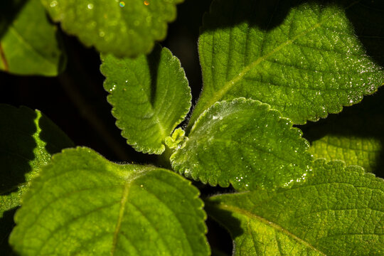 Close-up of fresh, wet green leaves of Boldo (Plectranthus barbatus), a famous medicinal herb from Brazil, showcasing its rich, moist texture.