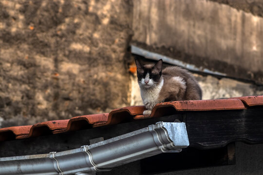 A beautiful mixed-breed cat with striking dark facial markings and light-colored eyes calmly on a terracotta tile roof, looking intently and curiously in a classic urban scene.