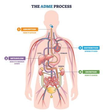 ADME process flow maps a drugs journey in the body absorption, distribution, metabolism, excretion highlighting pill, liver, and kidneys for clarity. Outline diagram