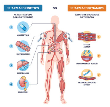 Pharmacokinetics vs pharmacodynamics contrast, how the body handles a drug (ADME) versus drug action and effects, shown with human body, pill, liver-muscle focus. Diagram